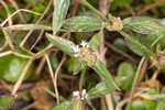 Woodland false buttonweed